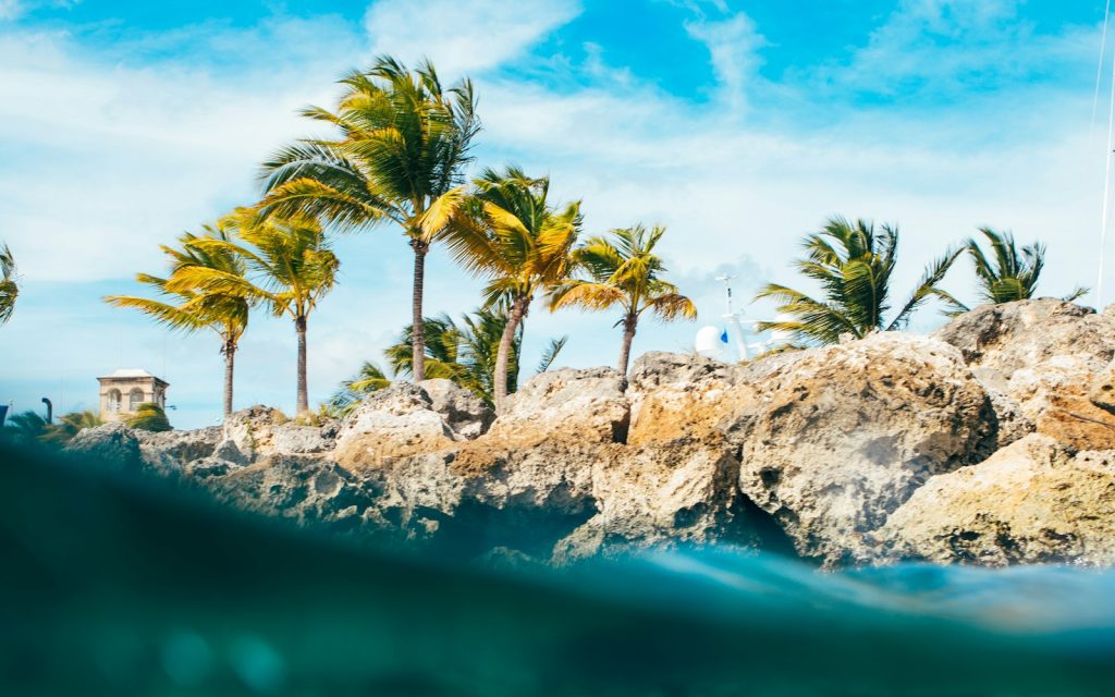 Barbadosun palma ağacları ilə əhatə olunmuş qayalı sahili — Barbados vizası
