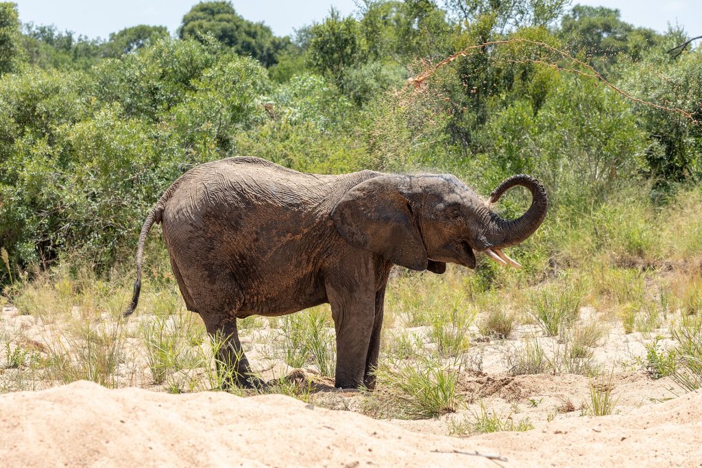 Güney Afrika: Kruger millî parkında safari