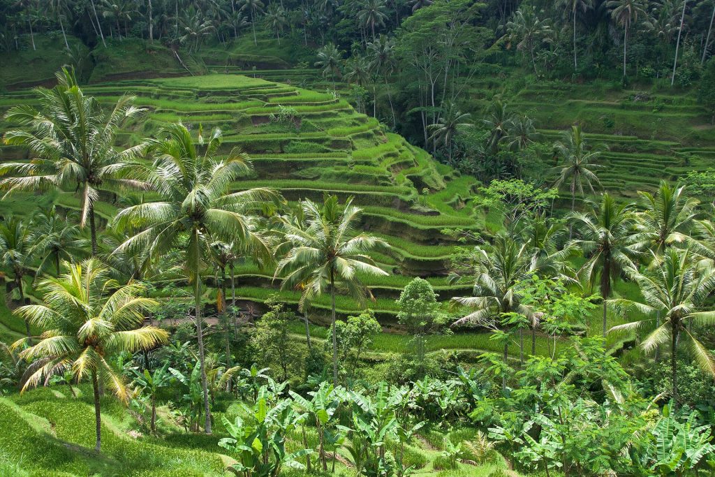 İndoneziya səyahət bələdçisi: Bali, Lombok, Yava və Komodo: hansı ada nəyə görə?