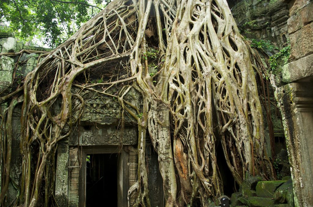 Kamboçya: Ta Prohm tapınağı ve ağaç kökleri