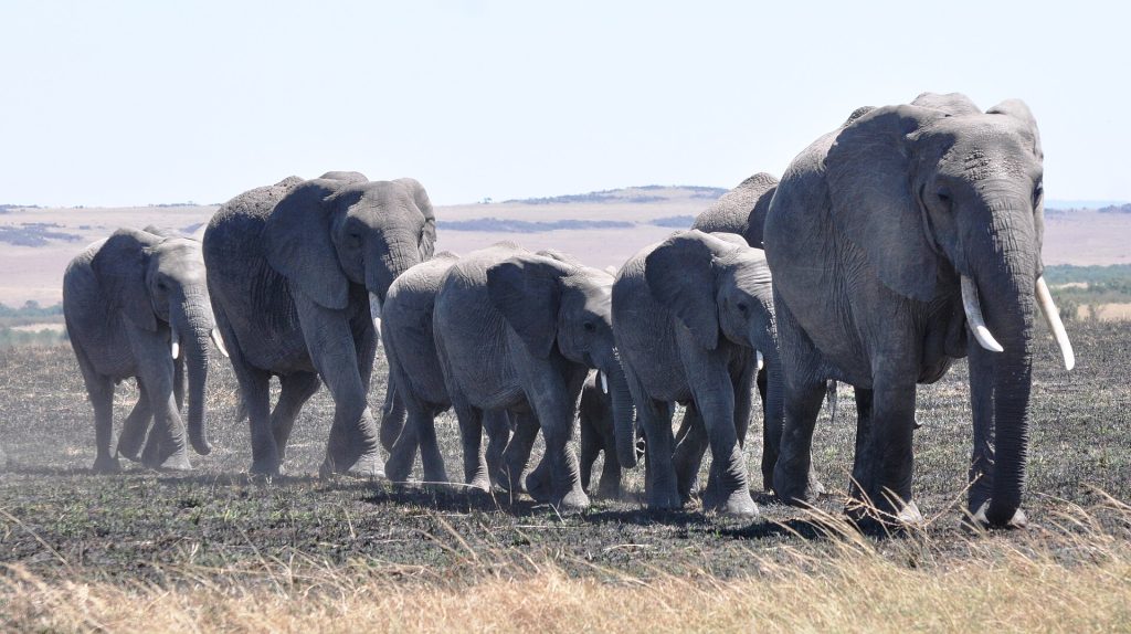 Kenya gezi rehberi: Masai Mara safarisi, Büyük Göç, Amboseli, Diani ve eTA ile giriş