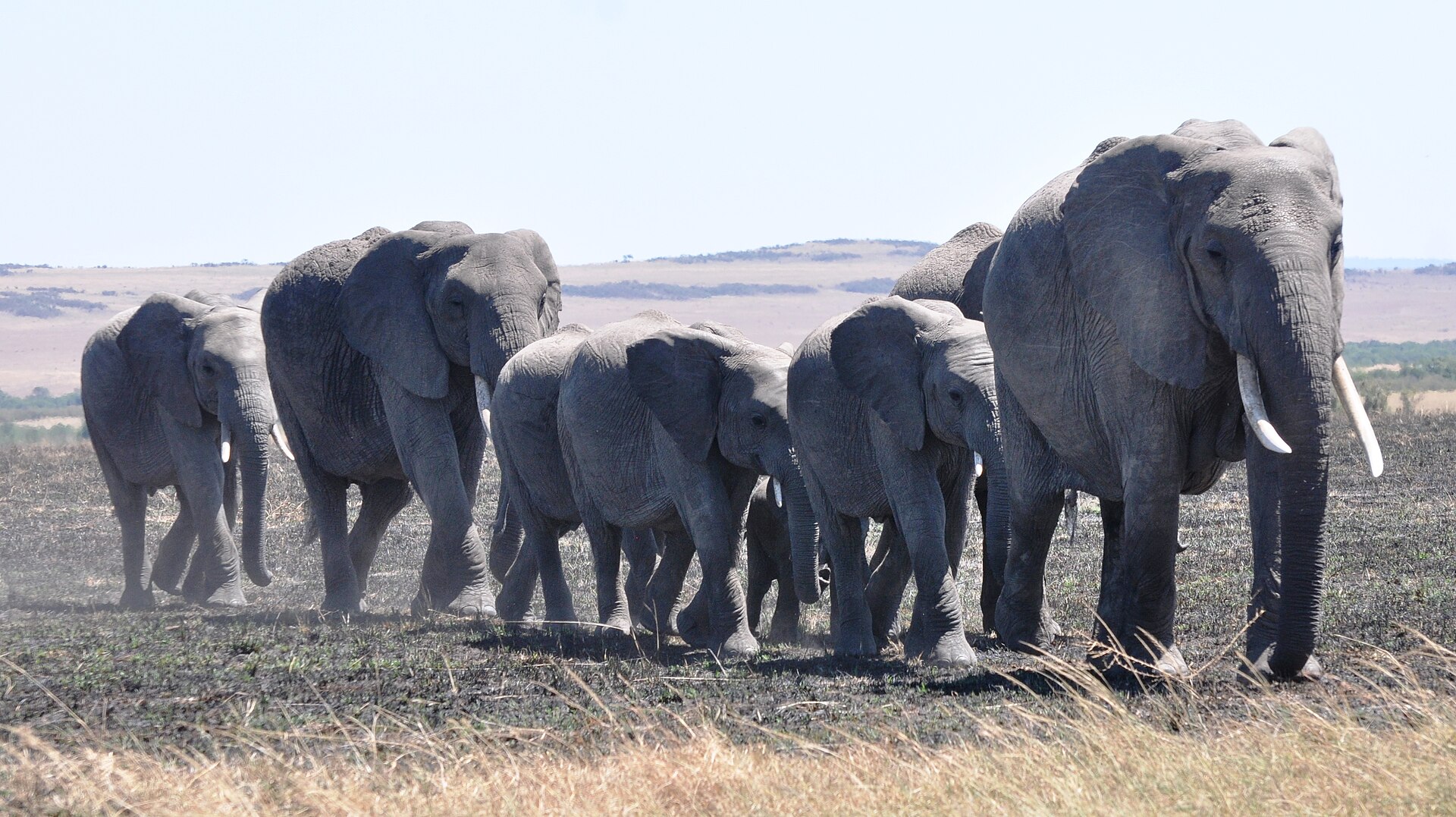 Keniya səyahət bələdçisi: Masai-Mara safarisi, Böyük köç, Amboseli, Diani və eTA ilə giriş