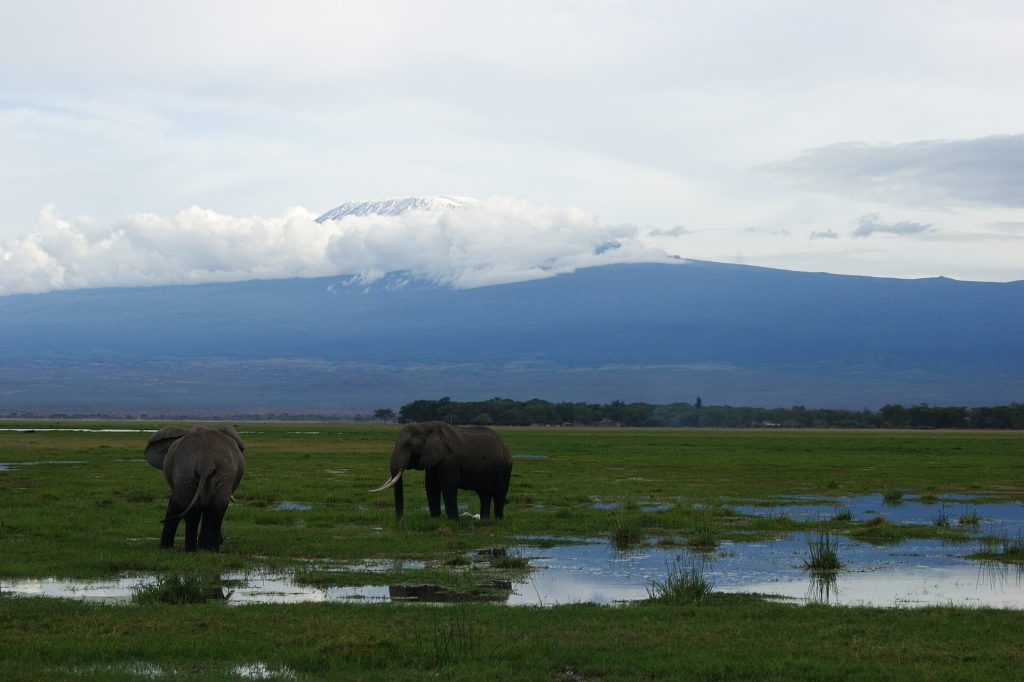 Keniya: Amboseli, Kilimancaro fonunda fillər