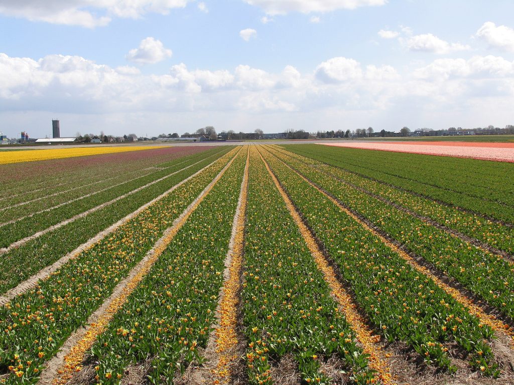 Hollanda: Keukenhof lale tarlaları