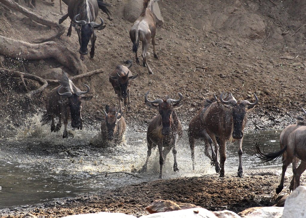 Tanzaniya səyahət bələdçisi: Serengeti, Nqoronqoro, Kilimancaro və Zanzibar bir səfərdə