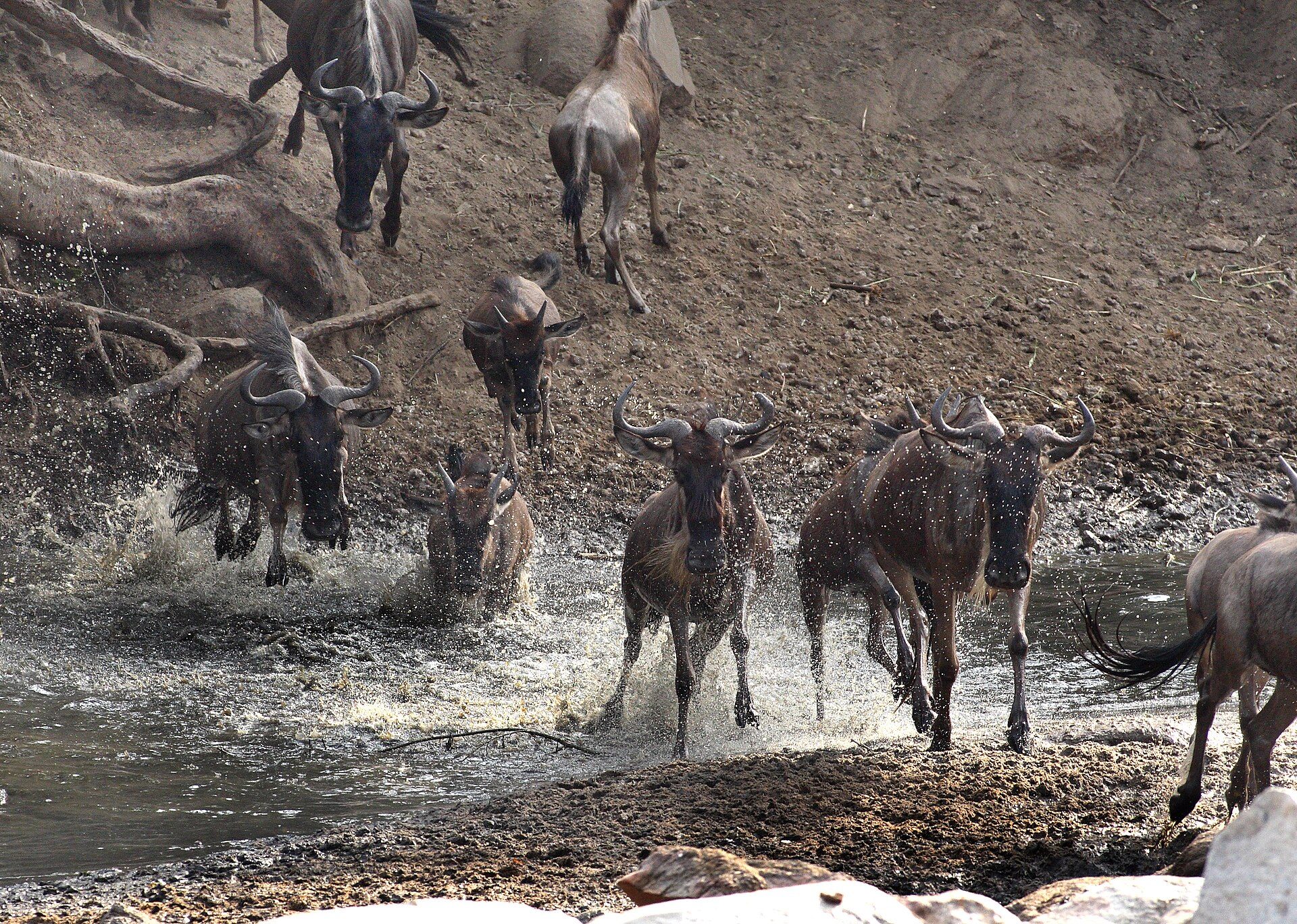 Tanzanya gezi rehberi: Serengeti, Ngorongoro, Kilimanjaro ve Zanzibar tek seyahatte