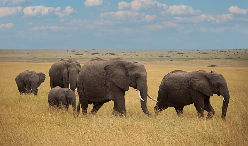 Kenya vizesi yok, eTA var: Masai Mara safarisi, filler